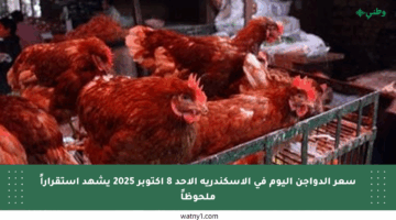 سعر الدواجن اليوم في الإسكندرية الأحد 8 أكتوبر 2025 يشهد استقراراً ملحوظاً